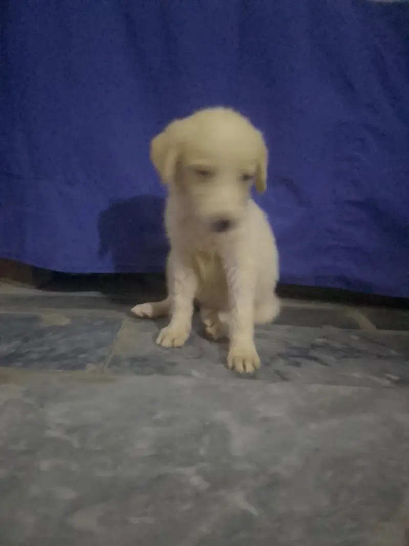 labra puppy for sale/0318/85/88/618/ — photo 2