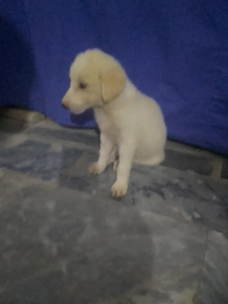 labra puppy for sale/0318/85/88/618/ — photo 3