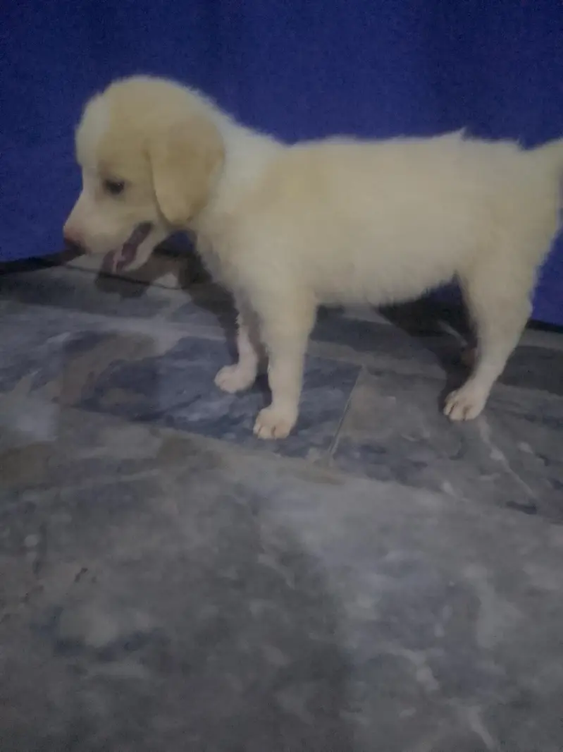 labra puppy for sale/0318/85/88/618/ — photo 4