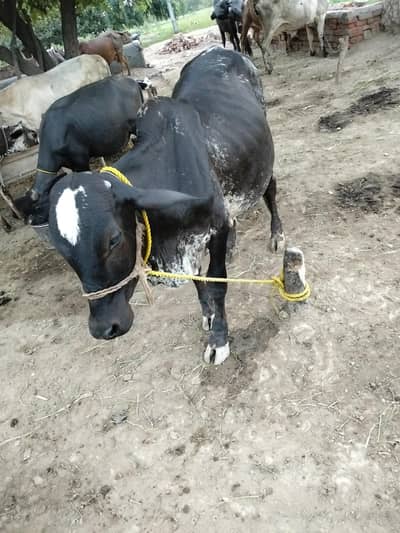 Cholistani Wacha For sale 03000909200