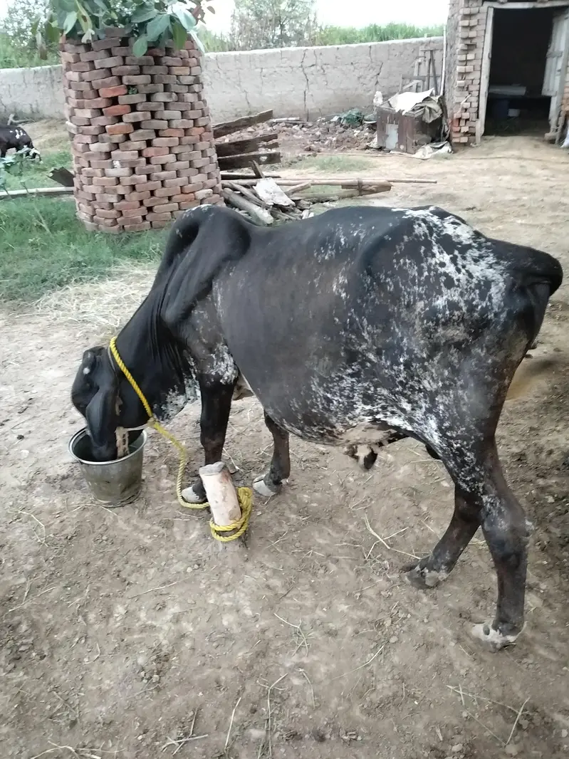 Cholistani Wacha For sale 03000909200 — photo 2