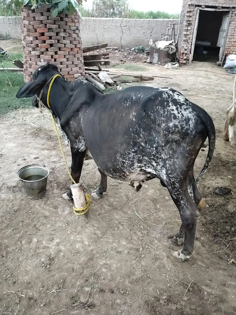 Cholistani Wacha For sale 03000909200 — photo 3