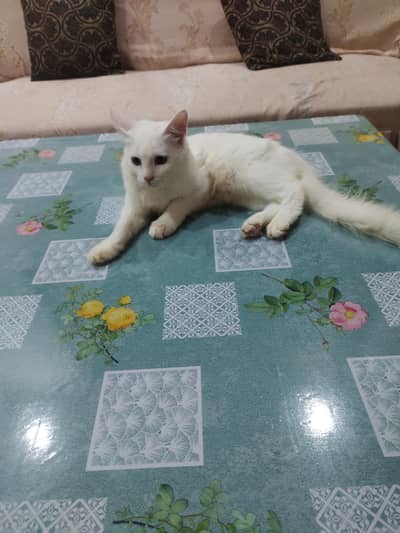 high quality Persian cat