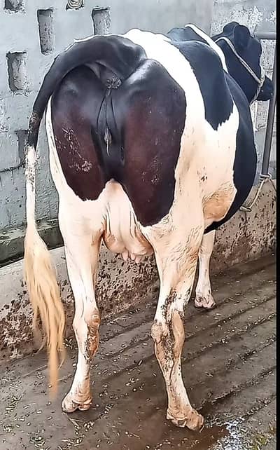 8 Month Ghaban Cow For Sale
