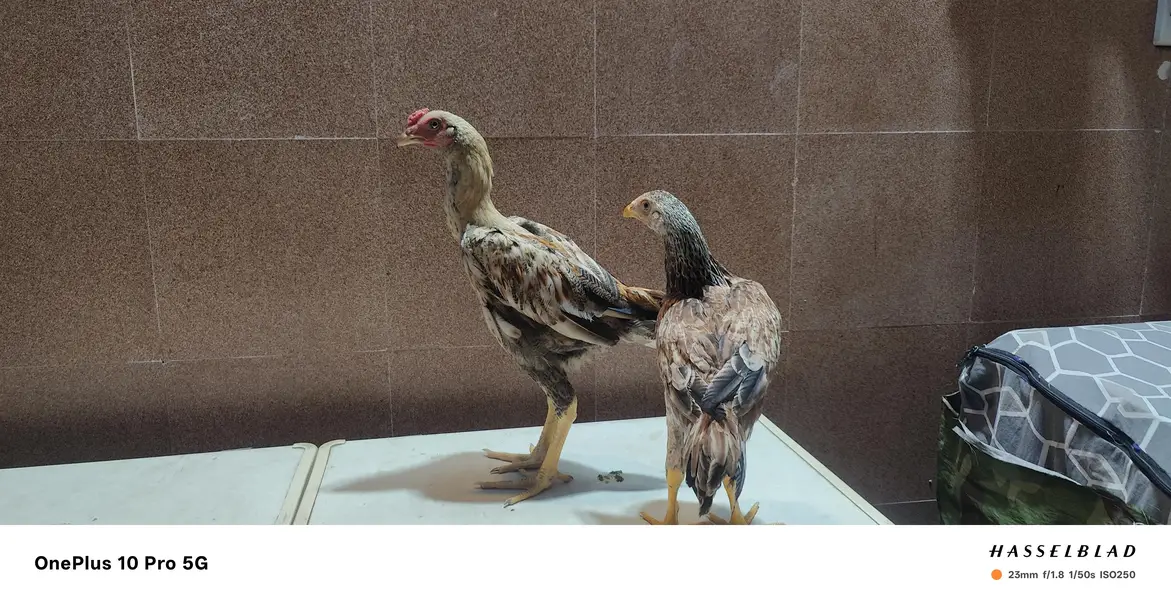 Aseel Pair — photo 2