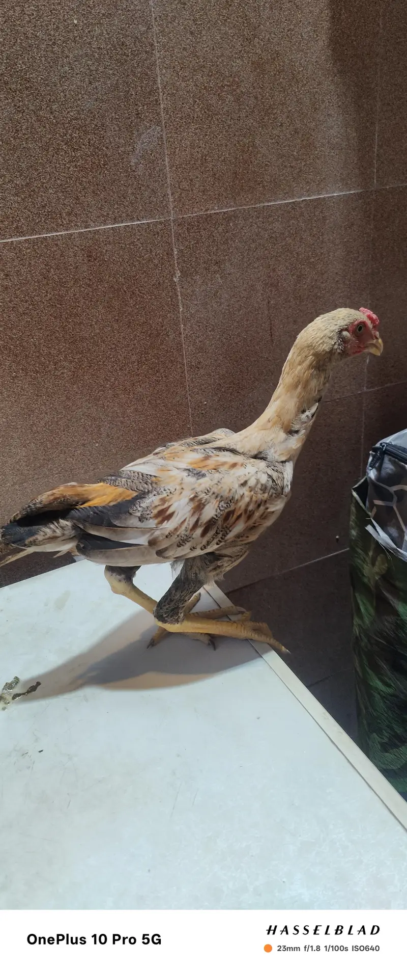 Aseel Pair — photo 4