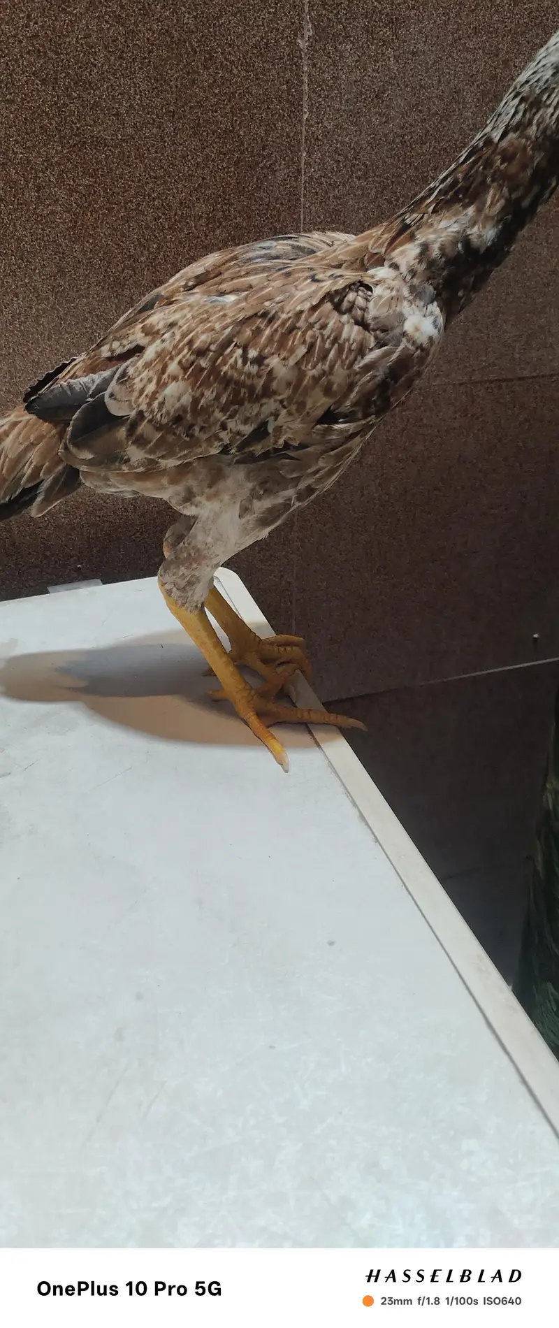 Aseel Pair — photo 5