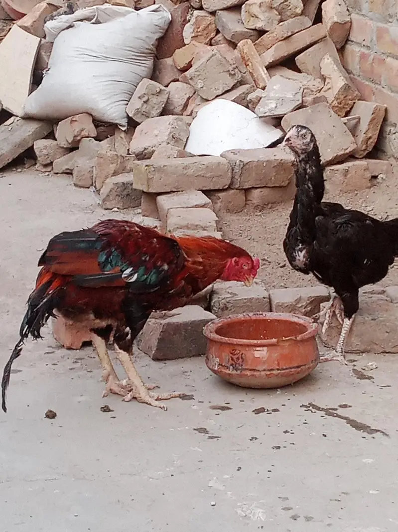 baby hen — photo 2