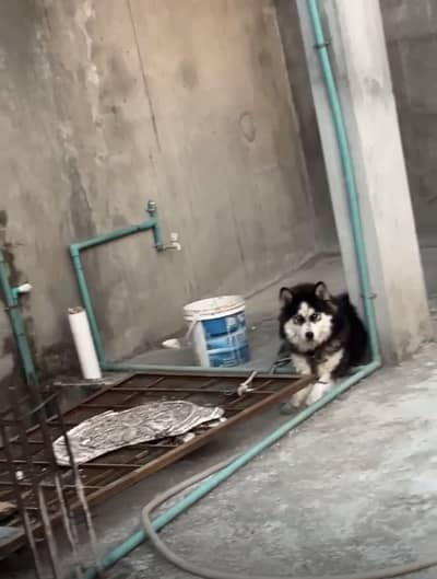 Siberian husky