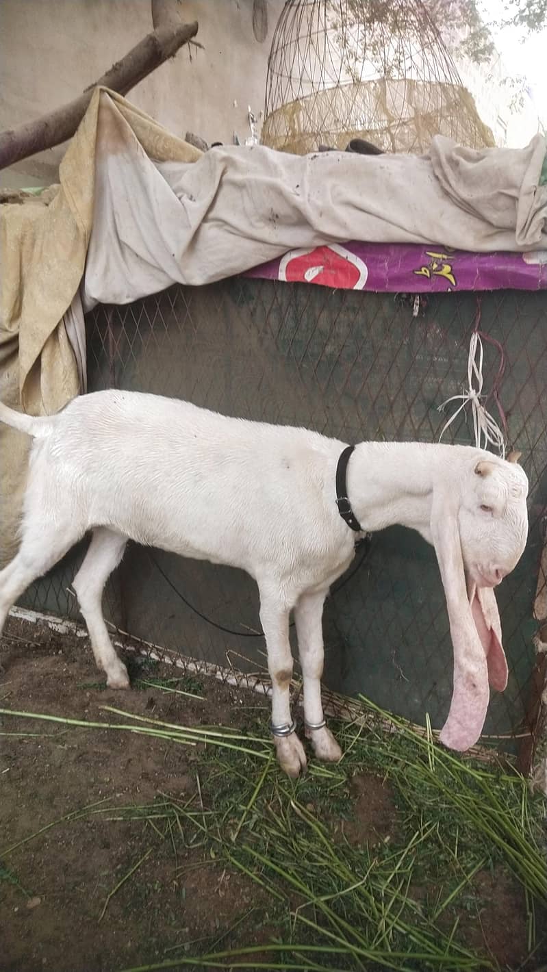 فل گلابی فی میل ہے چار دانت دو ماہ کی گبن 1