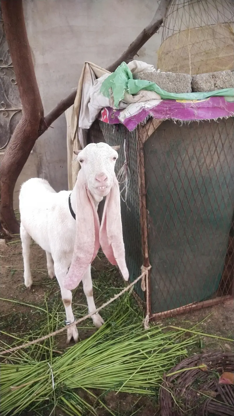 فل گلابی فی میل ہے چار دانت دو ماہ کی گبن — photo 3
