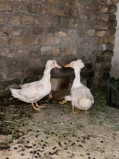 Ducks