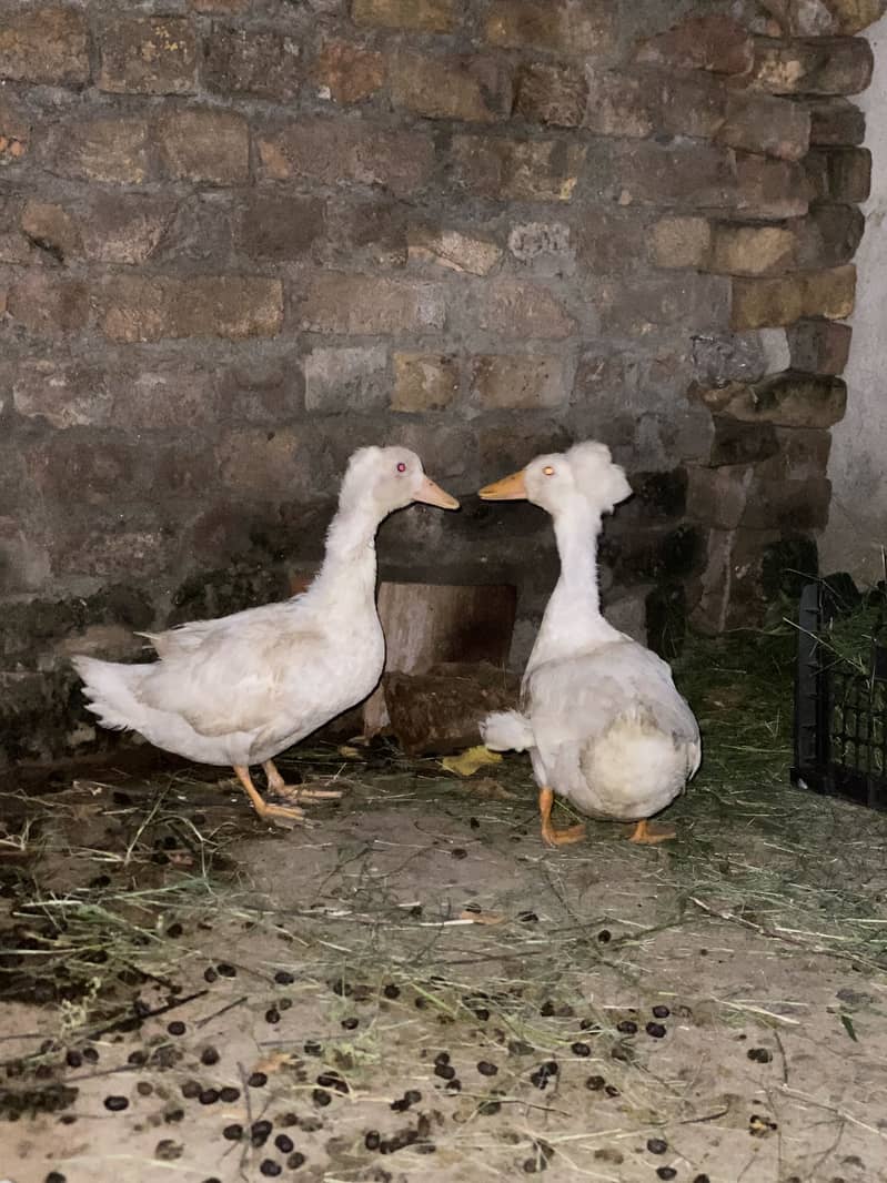 Ducks 0