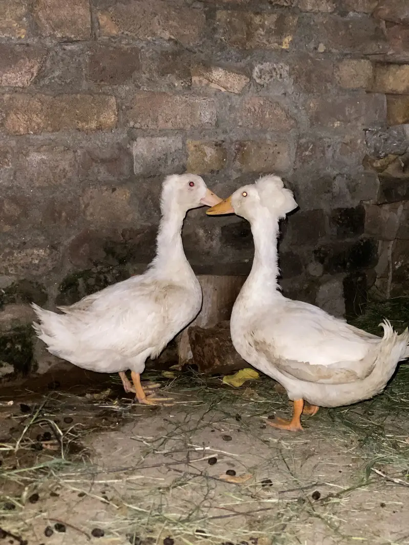 Ducks — photo 2