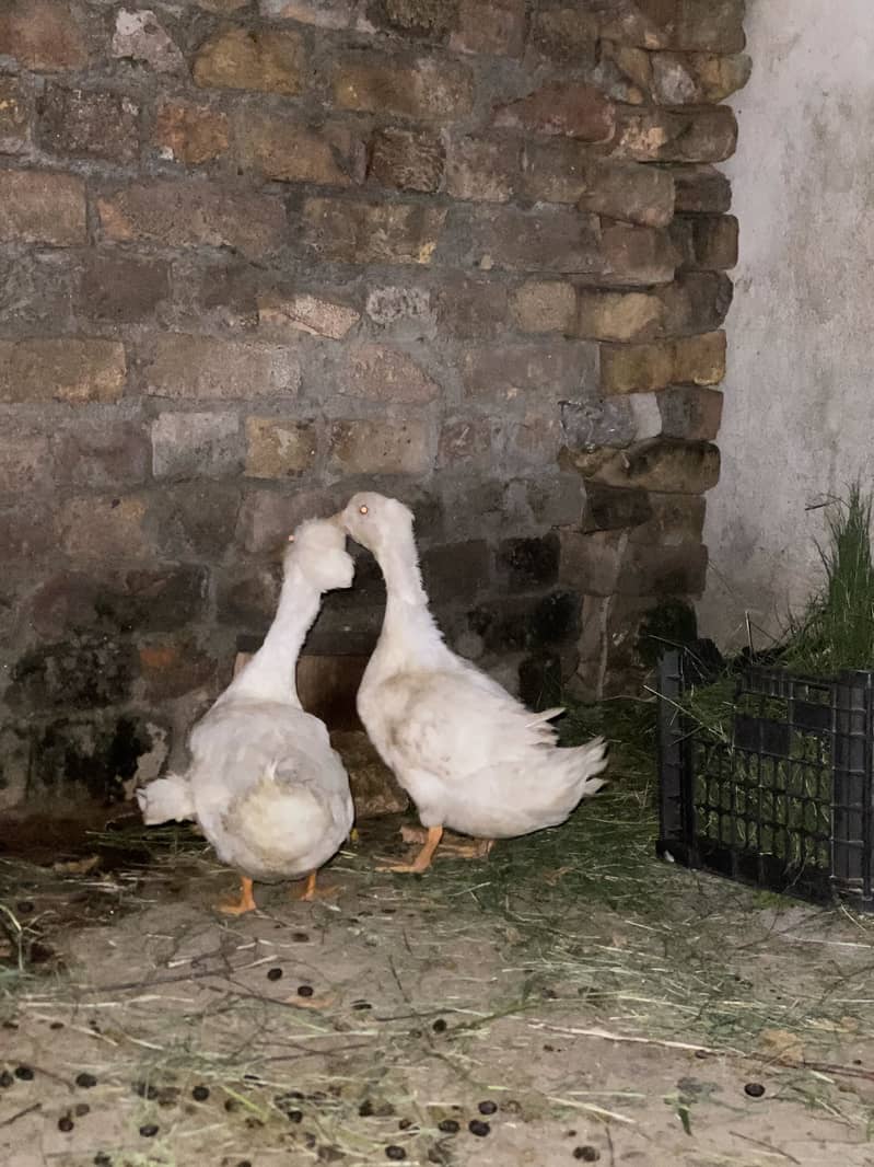 Ducks 2