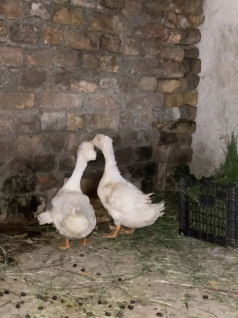 Ducks — photo 3