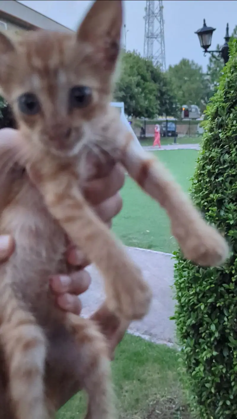 Persian Cat For Sale Fur is Shaved Off — photo 3
