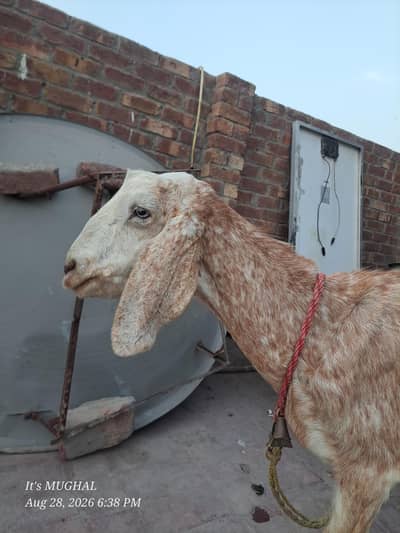Desi Bakri Fore sale video available on watsap