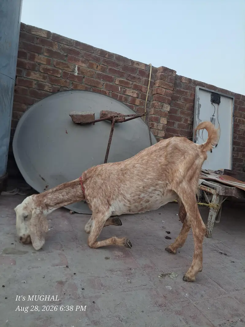 Desi Bakri Fore sale video available on watsap — photo 2