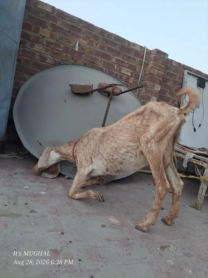 Desi Bakri Fore sale video available on watsap — photo 3