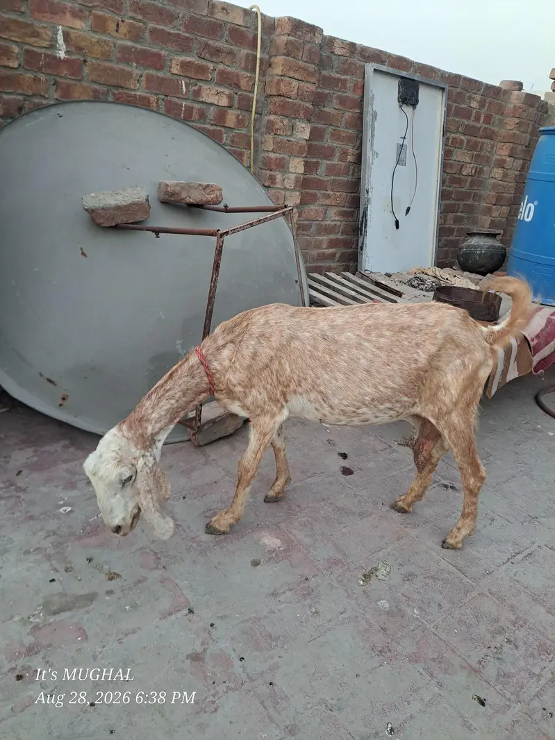 Desi Bakri Fore sale video available on watsap — photo 4