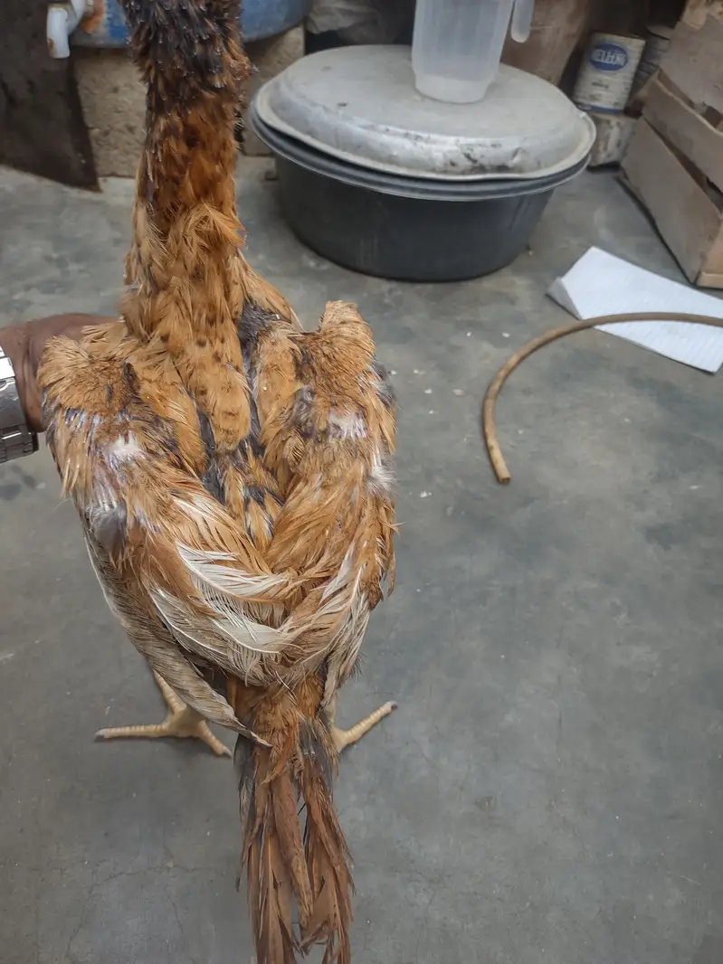 aseel patha peshawri — photo 2