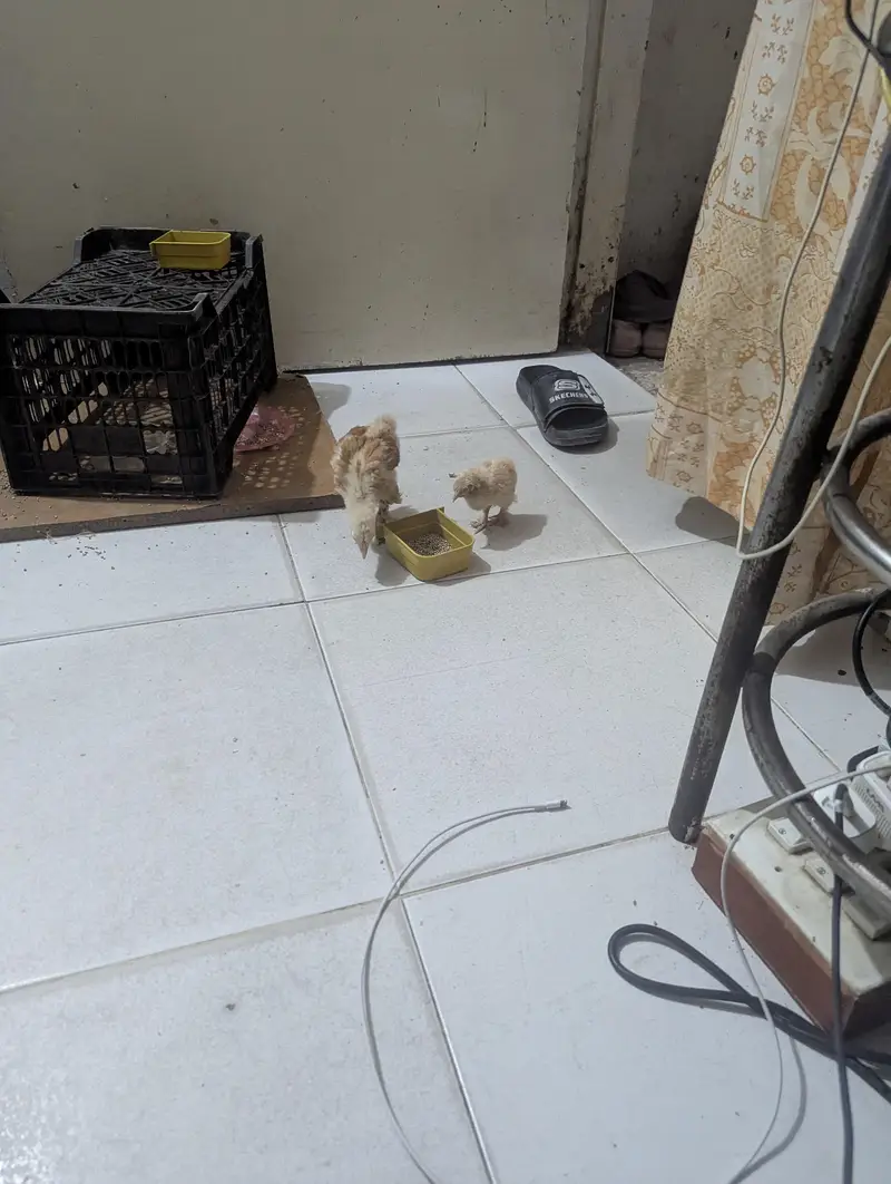golden buff chicke — photo 2