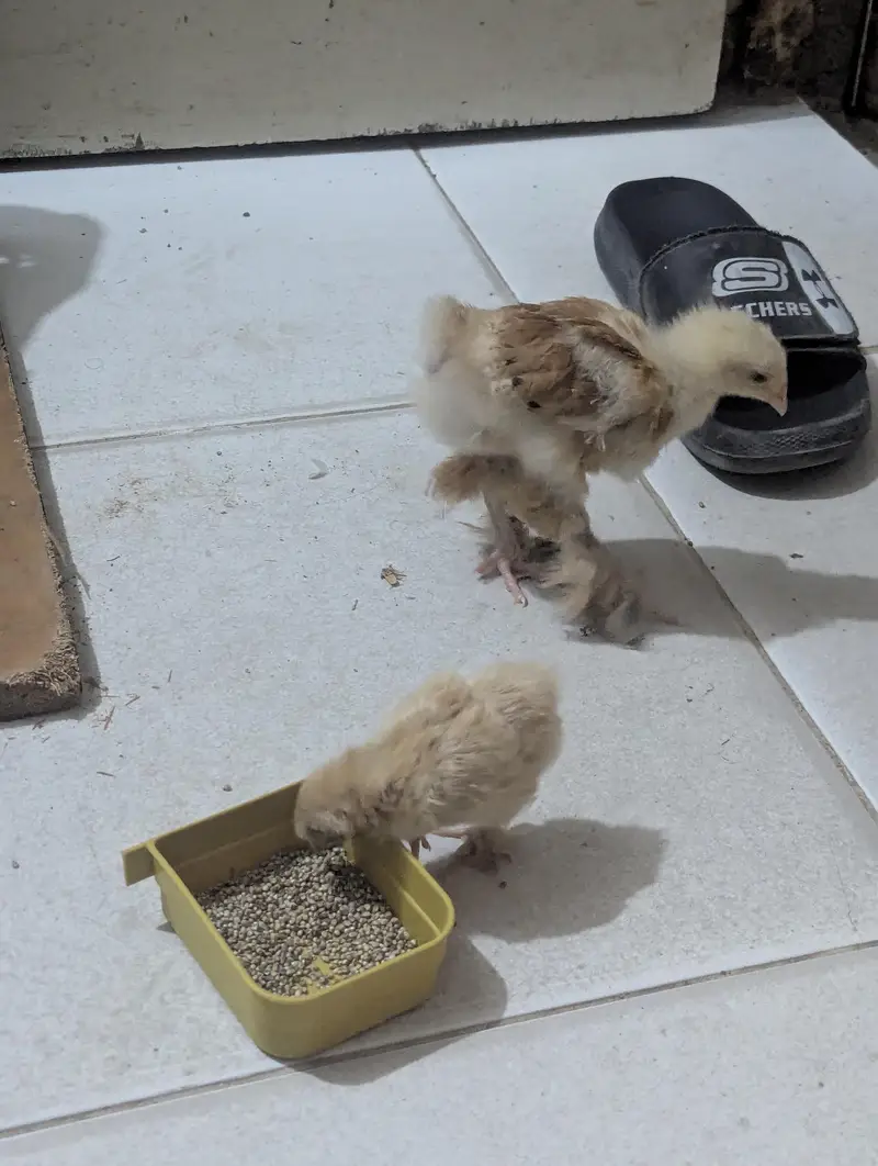 golden buff chicke — photo 3