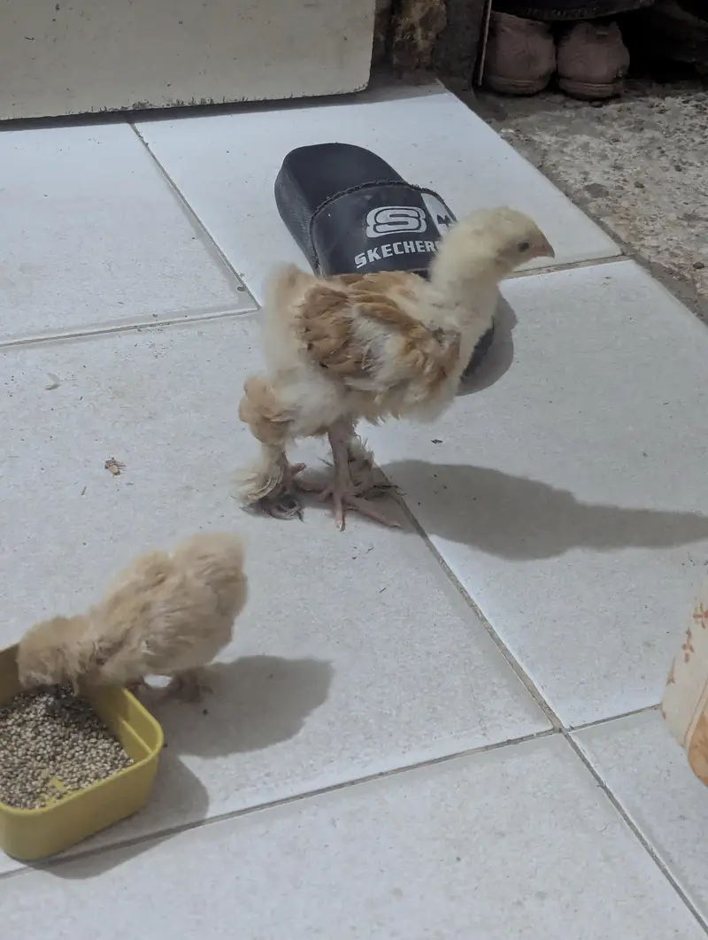 golden buff chicke — photo 4
