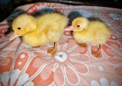 2 Cute Baby Ducks for Sale