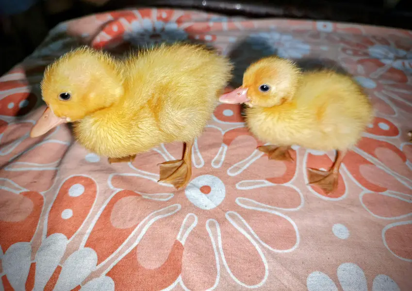 2 Cute Baby Ducks for Sale