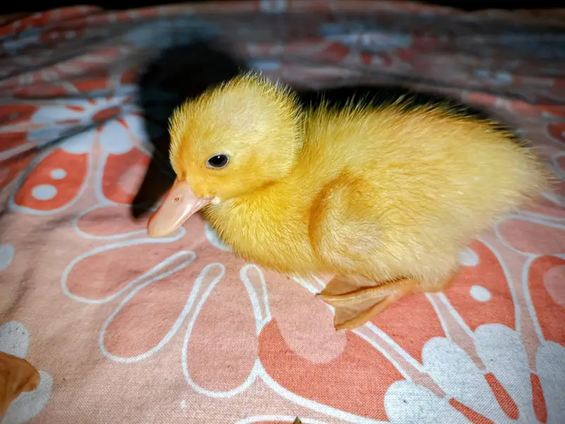 2 Cute Baby Ducks for Sale — photo 2
