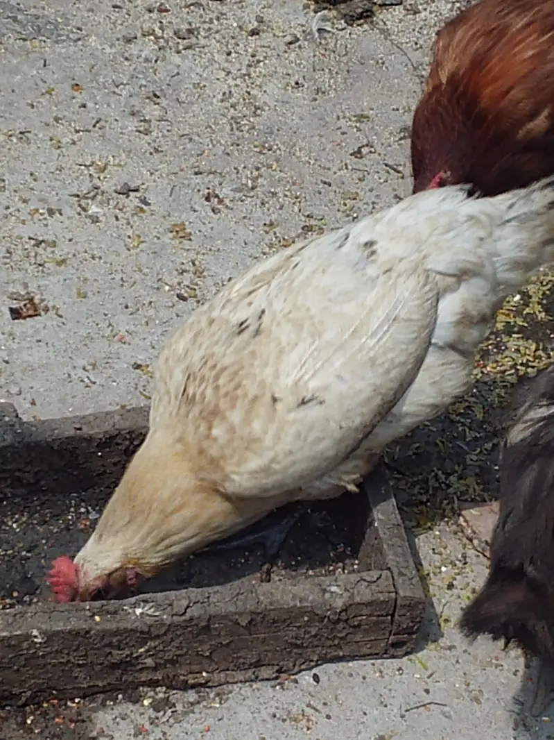 home breed — photo 2