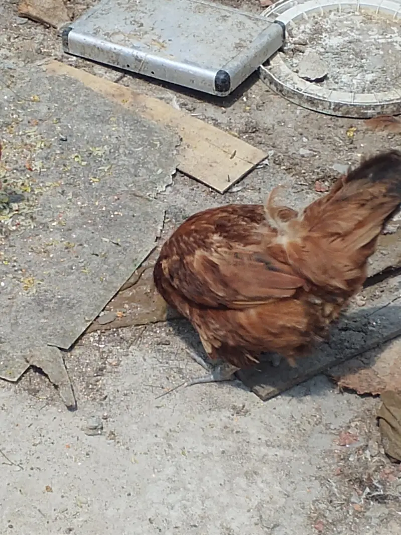home breed — photo 3