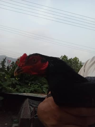 aseel murgha for sell