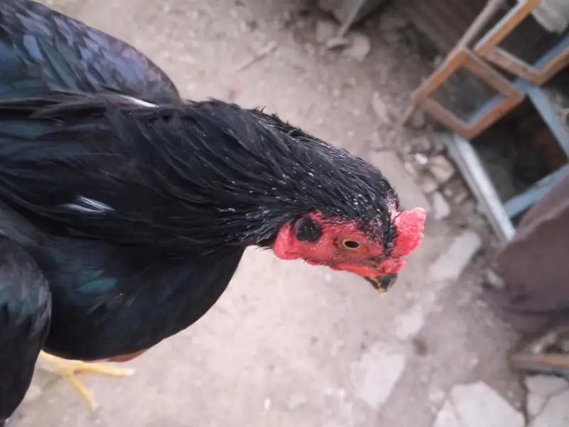 aseel murgha for sell — photo 2