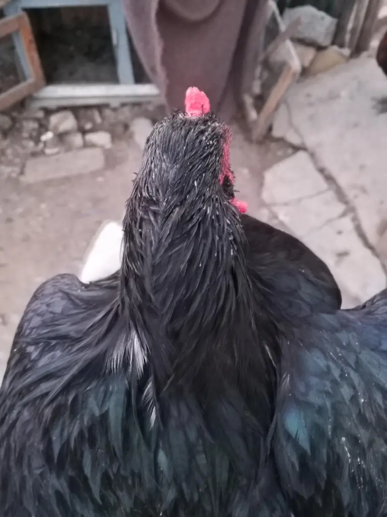 aseel murgha for sell — photo 3
