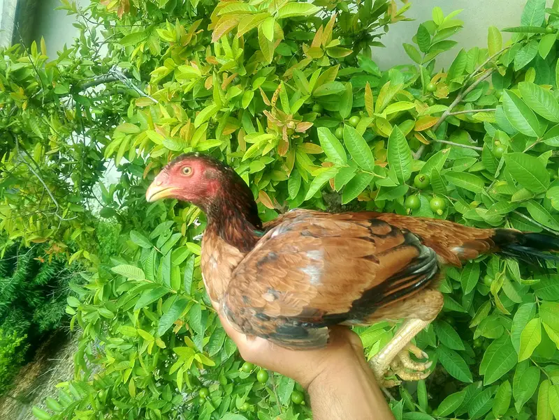 QUALITY FEMALE — photo 2