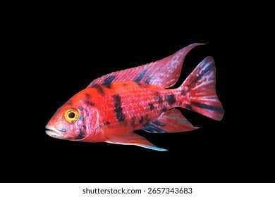 cichlid fish 0