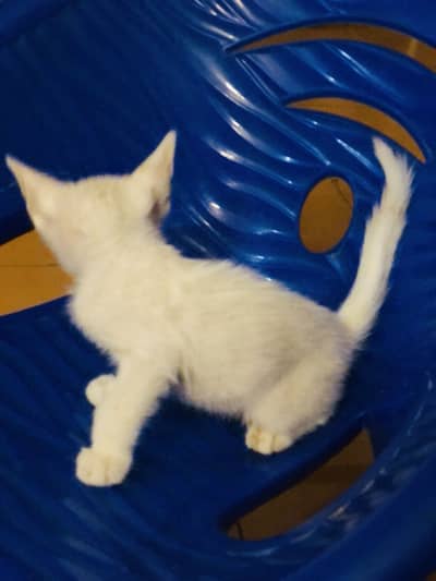 Pure white cat babes
