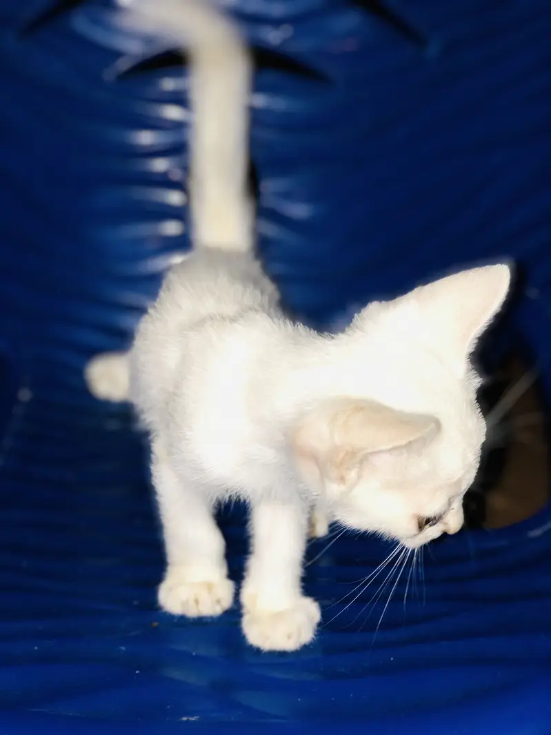 Pure white cat babes — photo 2