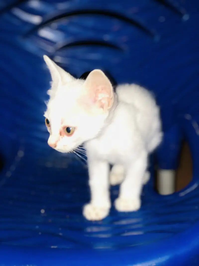 Pure white cat babes — photo 3