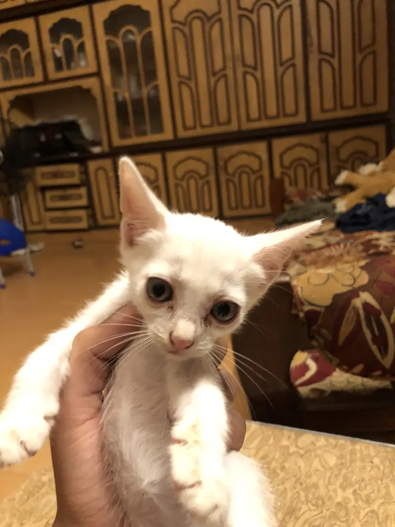 Pure white cat babes — photo 4