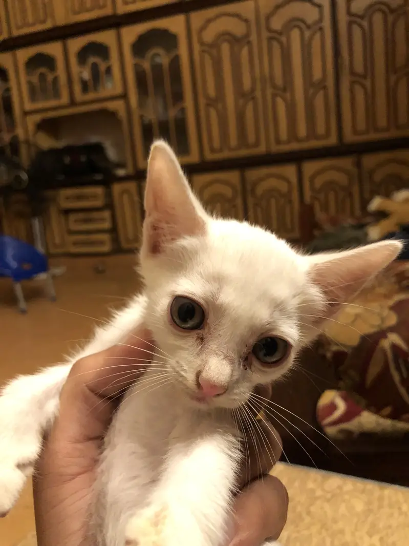 Pure white cat babes — photo 5