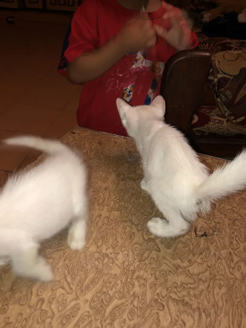 Pure white cat babes — photo 6