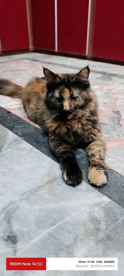 Himalayan Persian cat for sell