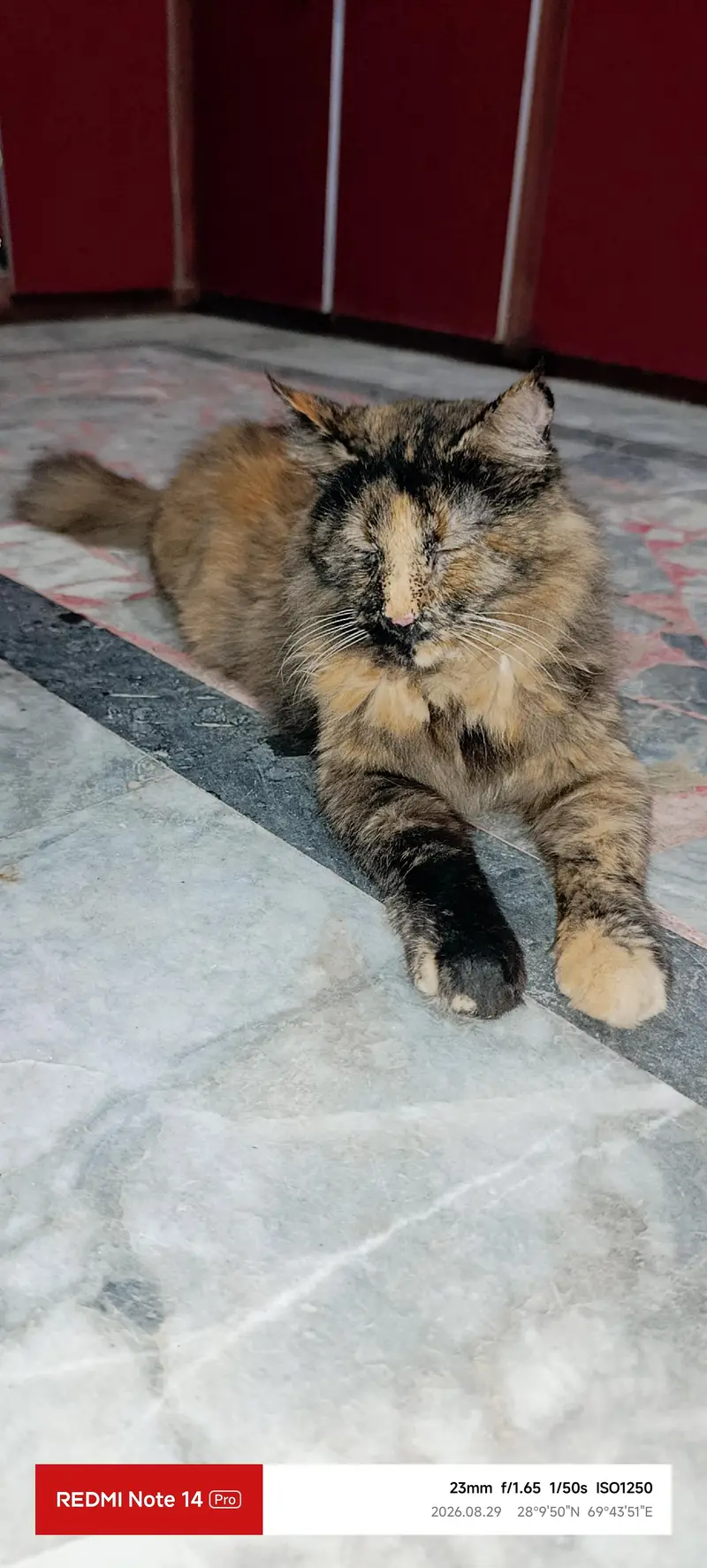Himalayan Persian cat for sell — photo 2