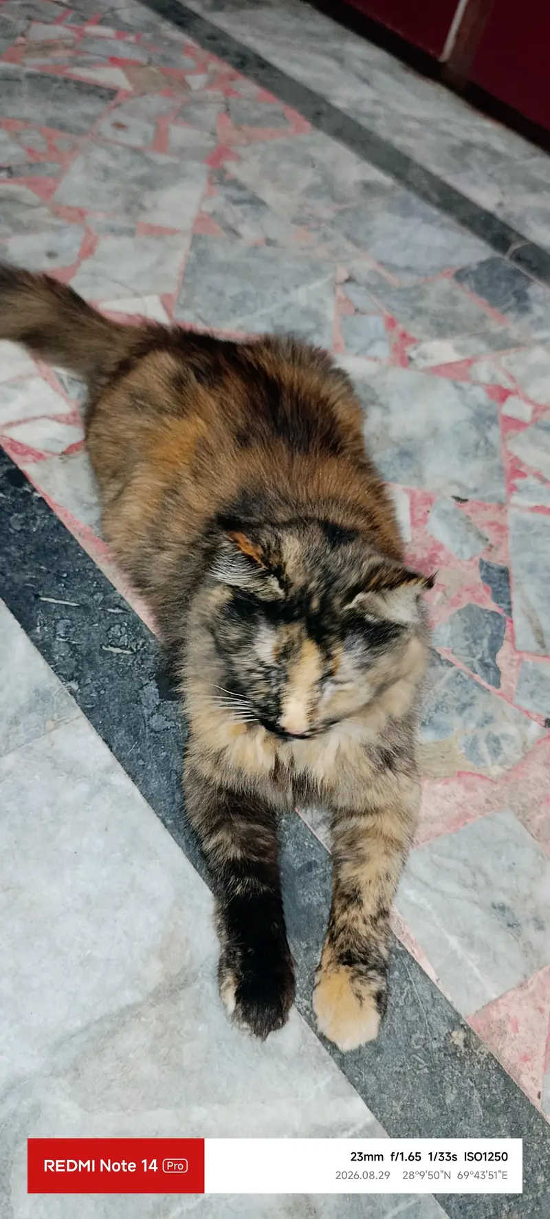 Himalayan Persian cat for sell — photo 3
