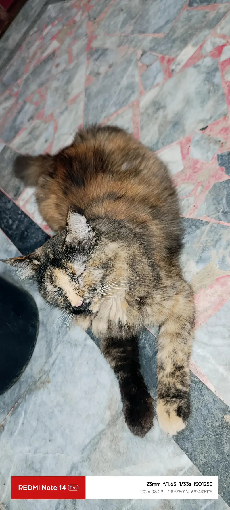 Himalayan Persian cat for sell — photo 4