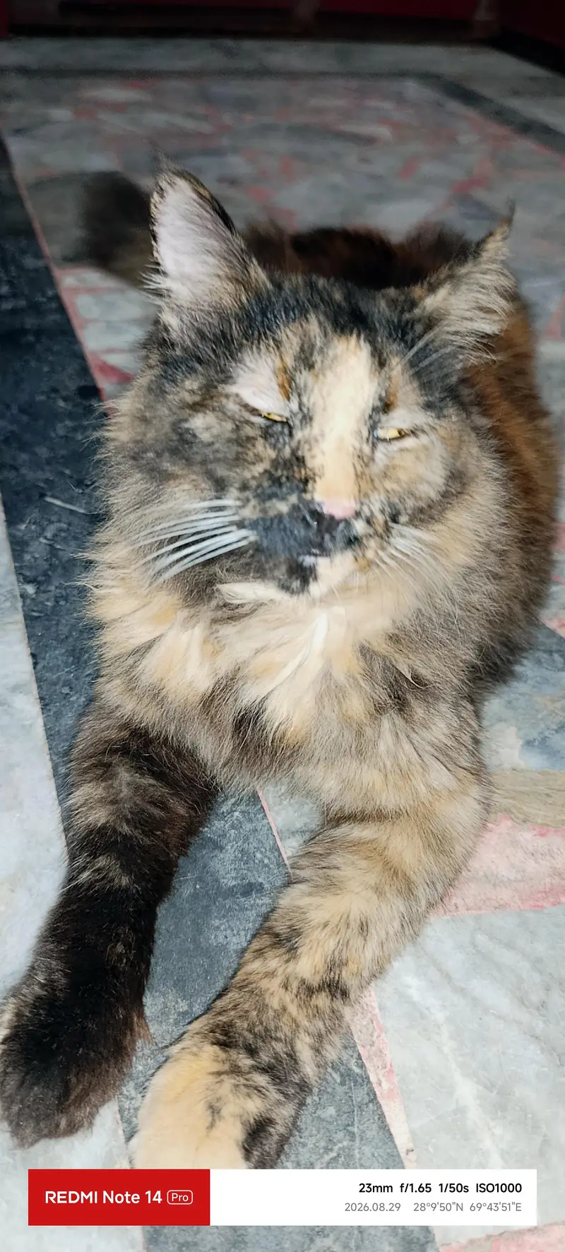 Himalayan Persian cat for sell — photo 6